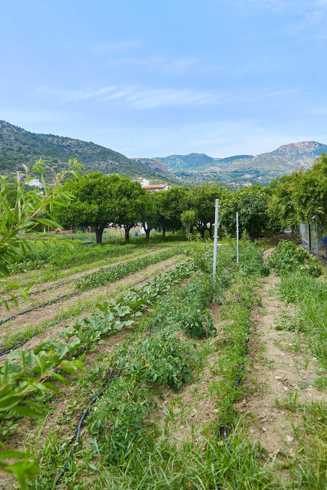 Melinda Pension & Restaurant Mesudiye  Kültér fotó